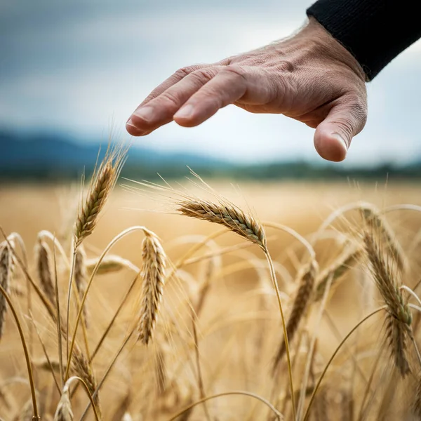 男性的手在金色成熟的麦穗之上做一个保护手势 在田里生长 可持续资源和农业的概念形象 — 图库照片