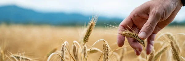 Detailní Pohled Farmáře Jak Dotýká Zralých Zlatých Uší Pšenice Které — Stock fotografie