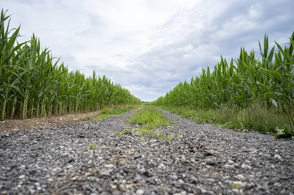 Laag Uitzicht Een Landweg Die Door Groene Korenvelden Kruipt Onder — Stockfoto