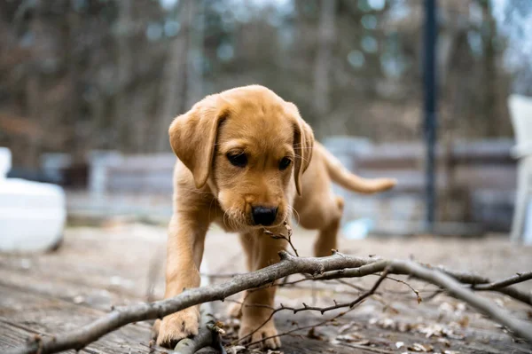 Låg Vinkel Syn Bedårande Gyllene Labrador Retriever Valp Går Mot — Stockfoto