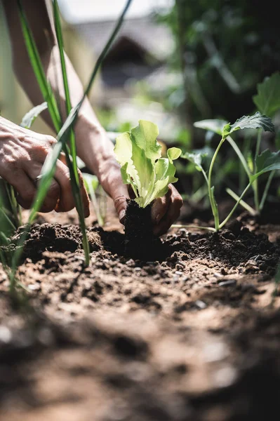 若い野菜の苗でいっぱいの家庭の庭に緑のサラダ苗を植える女性の手の低角度ビュー — ストック写真