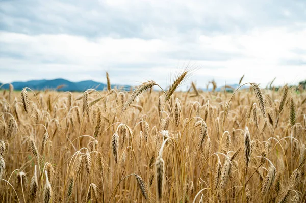 Низкий Угол Крупным Планом Вид Созревающего Золотого Пшеничного Поля Растущего — стоковое фото