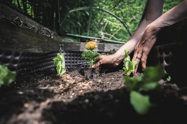 Sudut Pandang Yang Rendah Dari Tangan Perempuan Berkebun Menanam Bunga — Stok Foto