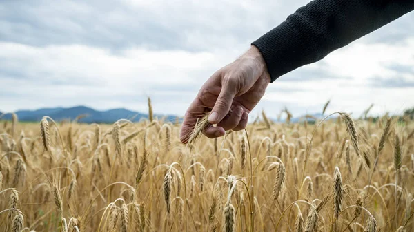Мужская Рука Фермера Нежно Касается Золотого Уха Пшеницы Растущей Созревающей — стоковое фото