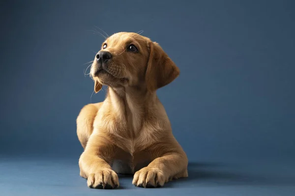 かわいい若い黄金のラブラドールのレトリバー子犬のスタジオショット 青を背景に — ストック写真