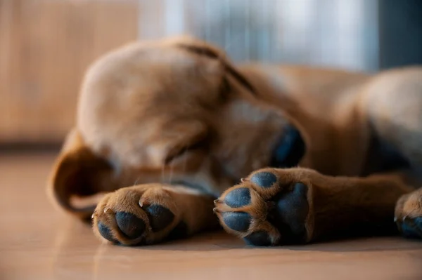 愛らしい純金のラブラドールレトリバー子犬が床に横たわって寝ているのを見る角度が低い 彼女の足に集中して — ストック写真