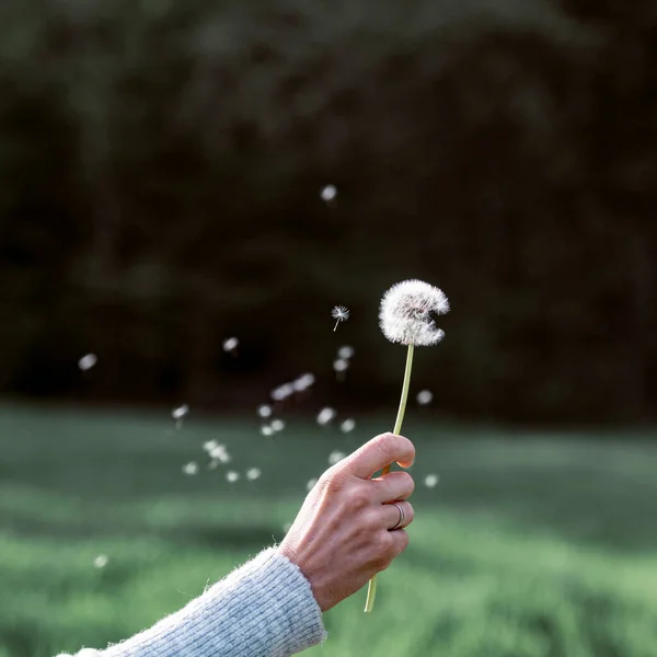繊細なタンポポの球根の花を手に持つ女性の手のクローズアップビュー 種子が空中を漂っています — ストック写真
