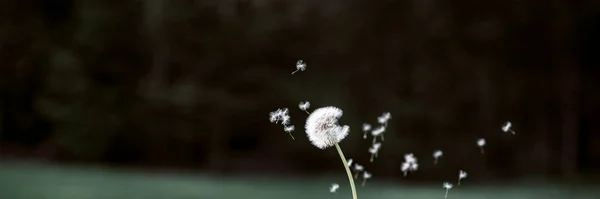 タンポポの球根の種が空気中で吹いています 背景にぼやけた自然と ワイドビュー画像 — ストック写真