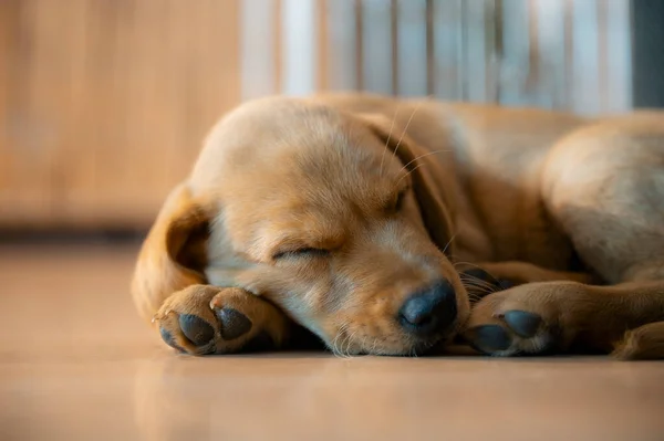低角度クローズアップビューの可愛いです純金のラブラドール取得子犬は自宅で床の上で寝ている国内ペットとして — ストック写真