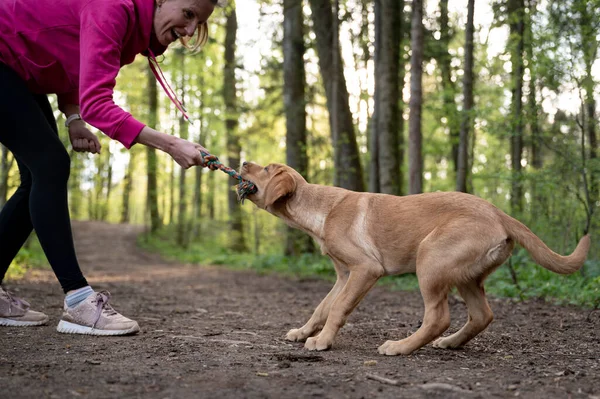 若いです女性犬所有者遊びますプレイ綱引きとともに彼女の可愛いですPurebreeded黄金Labraador Retricever子犬で森の中 — ストック写真