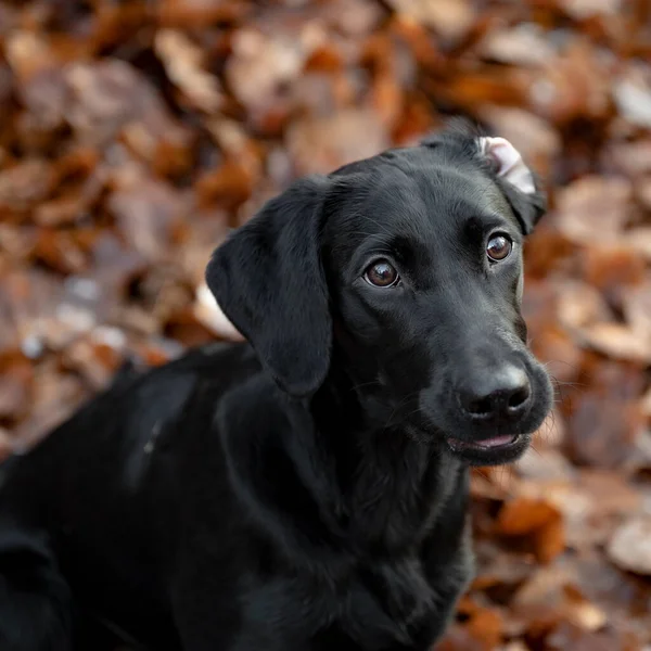 Retrato Hermoso Labrador Negro Raza Pura Con Fondo Follaje —  Fotos de Stock