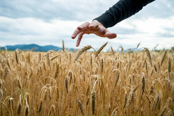 Mužská Ruka Ochranném Gestu Nad Zlatým Zrajícím Pšeničným Polem Rostlým — Stock fotografie