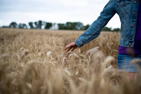 Женщина Проходящая Золотому Пшеничному Полю Гладит Созревающие Уши Зернового Растения — стоковое фото