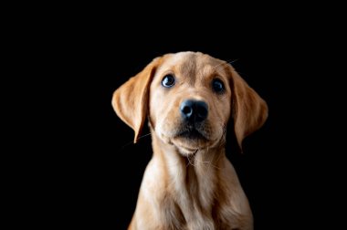 Harika bir altın labrador av köpeği portresi. Stüdyo çekimi siyah sırtlı.