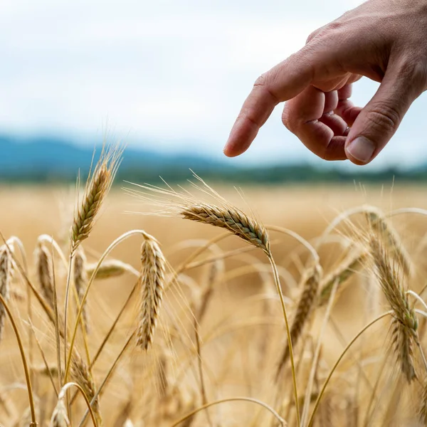Крупный План Мужского Пальца Нежно Касающегося Золотого Спелых Колосьев Пшеницы — стоковое фото