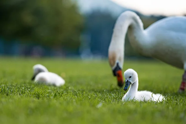 Two Baby Swans Beautiful Green Grass Mother Looking Them Focus — Stock Photo, Image