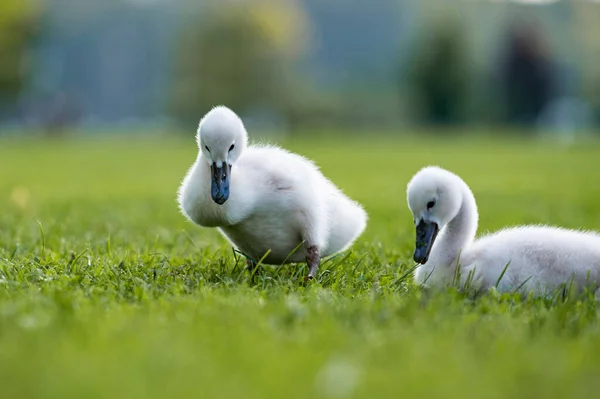 Two Adorable Fluffy Baby Swans Green Grass — Stock Photo, Image