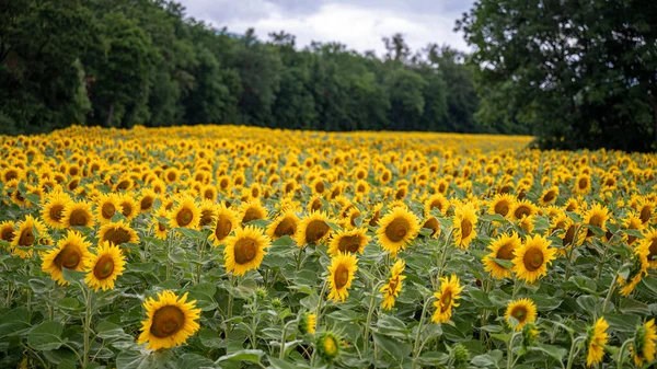 Поле Красивих Квітучих Соняшників Ростуть Влітку — стокове фото