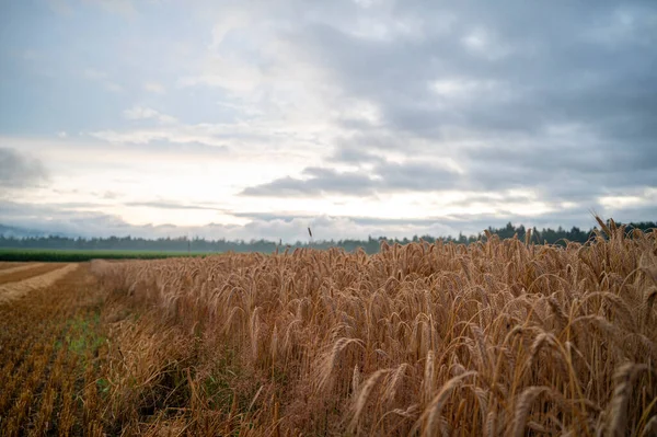 Beautiful Golden Wheat Field Rain Dramatic Cloudy Summer Sky — Stock Photo, Image