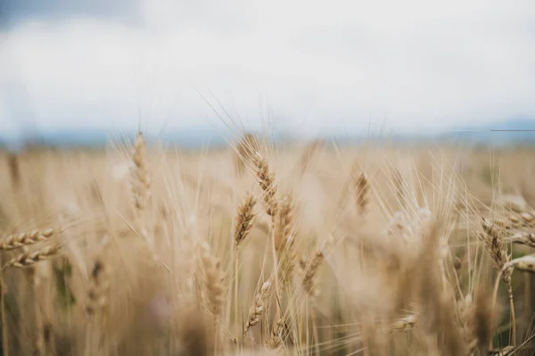 Крупный План Тонких Золотых Колосьев Пшеницы Растущих Созревающих Пшеничном Поле — стоковое фото