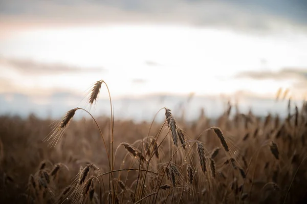 夏の畑で育つ小麦の黄金の耳の低角度ビュー — ストック写真