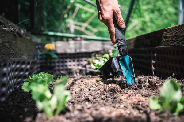 肥沃な土壌を持つ国内庭に置くために若い緑のサラダ苗を作るために庭のツールを使用して女性の手の低角度のクローズアップビュー — ストック写真