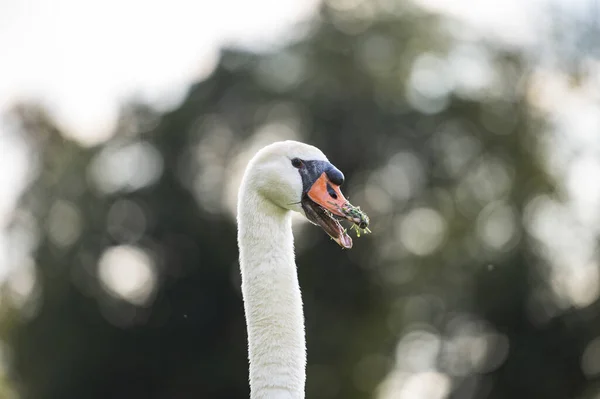 Closeup View Swans Head Open Beak Grass — Stock Photo, Image