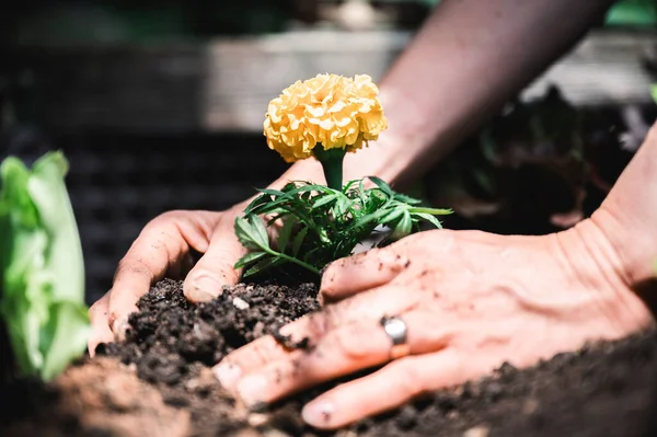 Detailní Pohled Ženské Ruce Zahradničení Výsadba Krásné Žluté Květy Úrodné — Stock fotografie