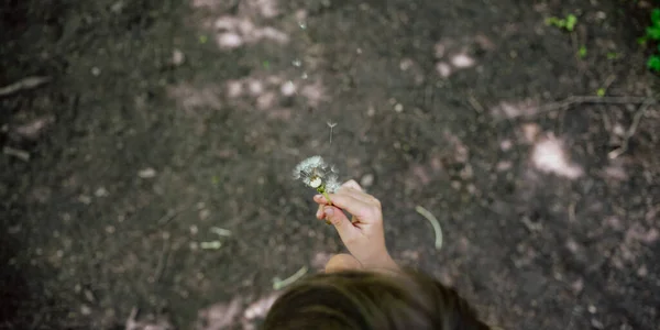 俯瞰着一个蹒跚学步的小女孩 手里拿着一个精致的蒲公英花球 吹着种子 — 图库照片