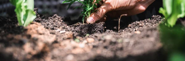 家庭菜園の肥沃な土壌に緑の花や野菜の苗を植える女性の手のクローズアップビュー 庭と趣味の概念的なイメージ — ストック写真