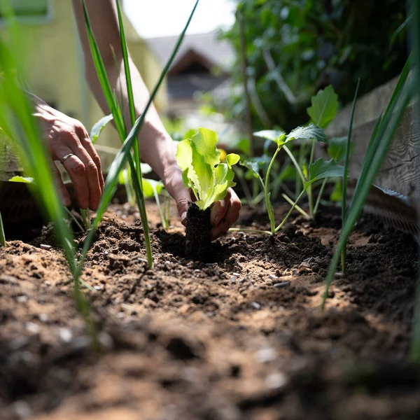 Low Angle View Female Hands Planting Young Green Salad Seedling — Stock Photo, Image