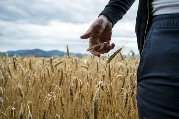 一个农民在田里轻轻地拿着金黄色的麦穗 正在查看庄稼的情景 — 图库照片