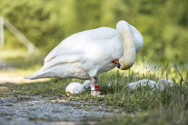 Mama Swan Cleaning Herself Beak Her Two Baby Swans Her — Stock Photo, Image