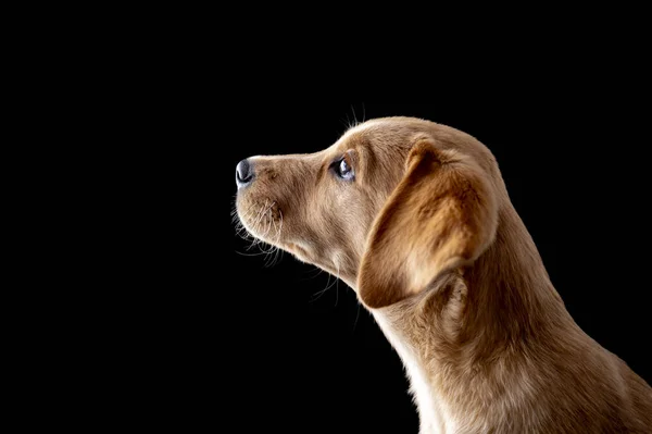 Visualização Perfil Adorável Filhote Cachorro Jovem Golden Labrador Retriever Estúdio — Fotografia de Stock