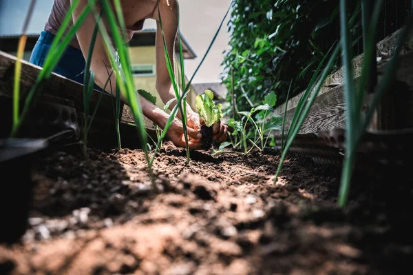 Vista Ángulo Bajo Una Mujer Plantando Plántulas Ensalada Verde Suelo — Foto de Stock