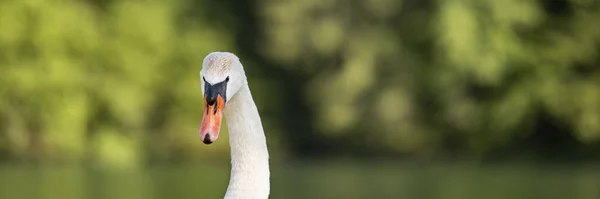 Wide View Image Beautiful Swan Head Blurred Nature Background — Stock Photo, Image