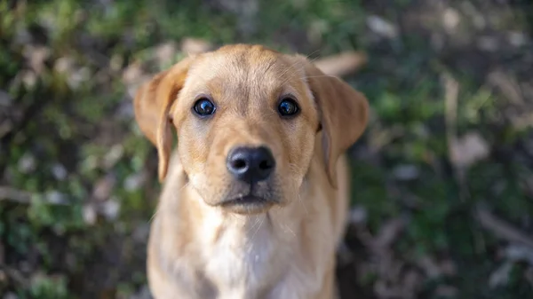 一只可爱的金色拉布拉多猎犬抬头看着摄像机 俯瞰头顶 — 图库照片