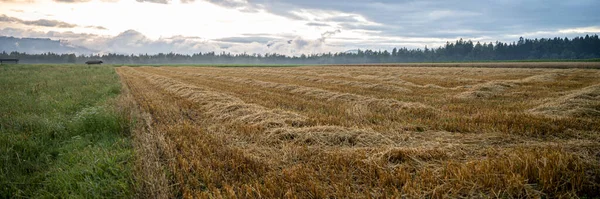 Vakkert Jordbrukslandskap Bøyd Skadet Gyllen Hvetefelt Etter Storm Med Mild – stockfoto