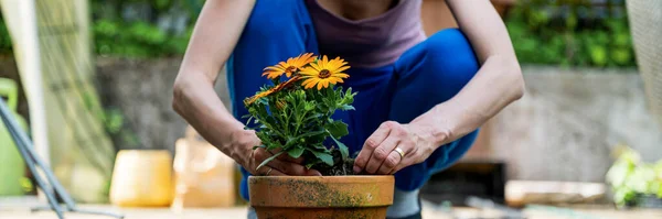 Wide View Image Woman Planting Blooming Yellow Flowers Clay Pot — Stock Photo, Image