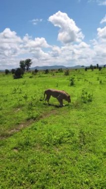 Mikumi Ulusal Parkı 'ndaki güzel yeşil bozkırlarda yürüyen genç bir aslanın görüntüsü. Tanzanya..