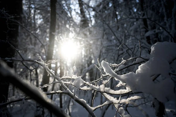 Widok Pięknego Słońca Świecącego Przez Pokryte Śniegiem Drzewa Gałązki Spokojnym Zdjęcie Stockowe