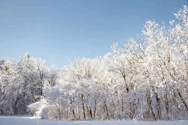 Красиві Снігові Покриті Дерева Спокійній Холодній Зимовій Природі Ліцензійні Стокові Зображення