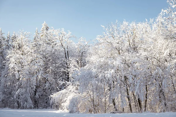Hermosa Naturaleza Tranquila Invierno Árboles Cubiertos Nieve Heladas Día Frío Fotos de stock libres de derechos