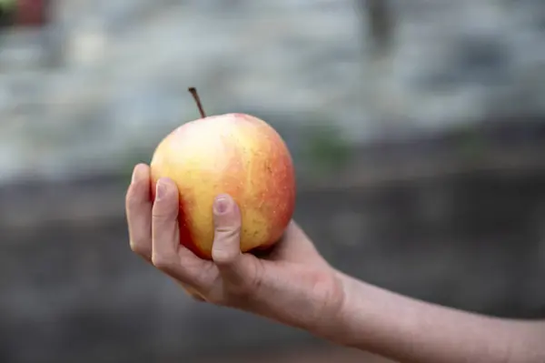 Seitenansicht Der Hand Eines Kindes Das Einen Reifen Bio Apfel lizenzfreie Stockbilder