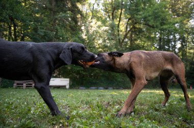 İki safkan köpek, siyah labrador Retriever ve Belçika Malinois, bir oyuncak için çekişiyorlar. Doğanın dışında..