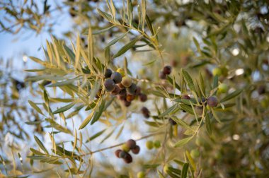 Zeytin ağacında yetişen güzel, olgun siyah zeytinlerin manzarası. Yumuşak gün ışığında. 