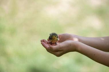 Minik, tüylü bir kuş, özen ve kırılganlığı sembolize ederek, avuçlanmış ellerde özenle dinlenir. Yumuşak, bulanık arka plan, doğayla olan barışçıl bağımızı vurguluyor..
