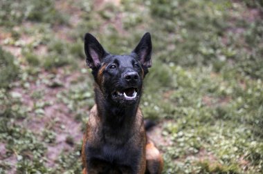 Keskin, dik kulaklı, siyah ve bronz bir Belçika Malinois 'i, ağzı hafif açık, bulanık çimenli bir arka plan, bulanık bir odak ve hazır bekliyor..