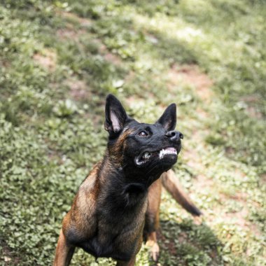 Odaklanmış bir Belçikalı Malinois açık havada yoğun bir ifade sergiliyor, yeşil çimlerle çevrili, enerji yayıyor ve tetikte.