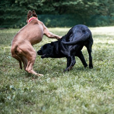 İki köpek, koşup dışarıda yeşil bir doğada oynarken neşeli ve gergin bir pozisyonda..